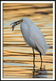 Snowy Egret and Meal