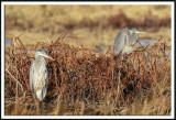 Great Blue Heron Pair