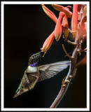 Black-Chinned Hummingbird (male)