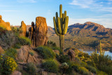 Majestic Saguaro Above Bartlett Lake