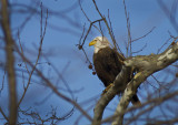 Bald Eagle 1.jpg
