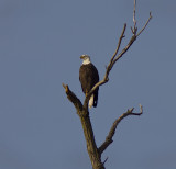 Eagle above the river 2