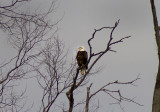 Eagle over Little Raccoon Creek.jpg