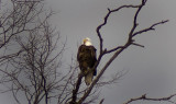 Eagle over Little Raccoon Creek 2.jpg