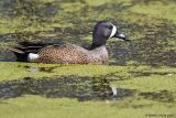 Sarcelle à ailes bleues / Blue-winged Teal