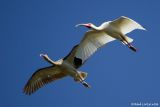 Ibis blanc / White Ibis