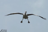Pelican / Plican