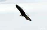 Eagle over West Seattle 