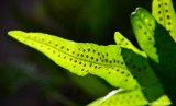 fern and spores, Kihei, Maui, Hawaii