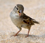 little birdie, Wailea ,Maui, Hawaii 