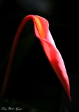 red flower, Kula, Maui, Hawaii