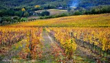 Vineyards, Montalcino, Tuscany, Italy  