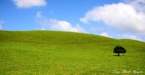 green field and blue sky, Kohala Mountain, Big Island, Hawaii  