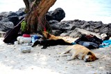 hot and humid afternoon, Kailua-Kona, Big Island 