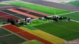 Spring flowers, Mt Vernon, Washington  