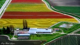 tulip field, Mt Vernon, Washington 