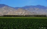 fertile desert, Thermal, California 