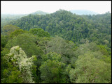 Temburong NP