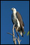 Sea Eagle