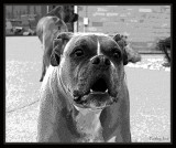 Always Barking