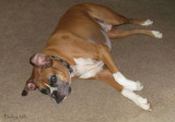 The floppy ear