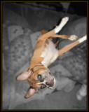Stone acting silly