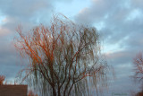 Neighbors Tree lit by the Sun