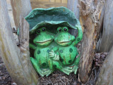 Froggies!