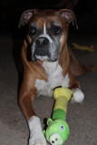 New Toy - Angry Birds