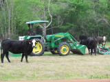 Cows around the John Deer