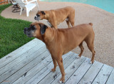 Sniffing the Air