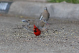 Cardinal stopped by