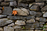 WV Stone Wall-7615.jpg