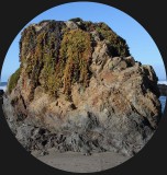 Fort Bragg