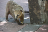 Coati along one of the trails to the falls