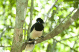 If you know what type of bird this is, please let me know in the comment field