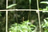 Unidentified spider and its web