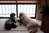 Fidget Joins Kona in Standing Guard