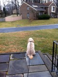 Kona surveying his domain