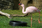 Pink Flamingo. 0778