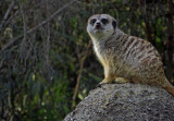 Slender-Tailed Meerkat. Used 500mm-equiv zoom.  #0968