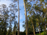 The zebra landscape. Eucalyptus. #0932