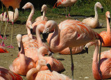 The Pink Flamingos were very salmon-colored. 1138