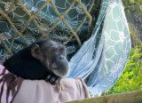 I like the cloth colors. Very domesticated chimp.1150.