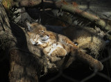 This bobcat prefers the shade. 1179