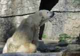 Polar bear, which appeared near closing time. 289mm-equiv zoom. 1250.