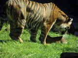 Pic of partially seen cub shows size at 9 weeks. mImg_1637r.jpg