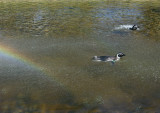 Other zoo residents: After morning show, time for lunch. Img_1657.jpg