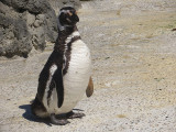 Just out of the water and pretty happy about it. mImg_1668.jpg