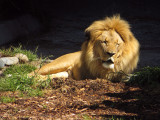 Paused at Lion, trying to wake up in that direct sunlight overhead. mImg_1669.jpg